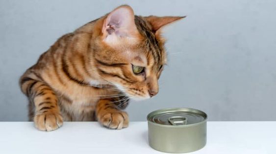 Cat Urinary Food