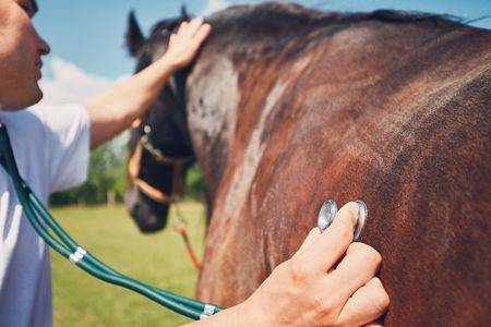 Horse Health Problems