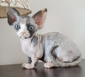 Sphynx Cat