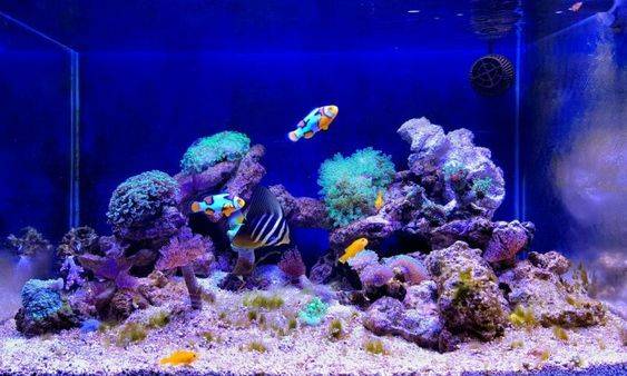 Saltwater Aquarium