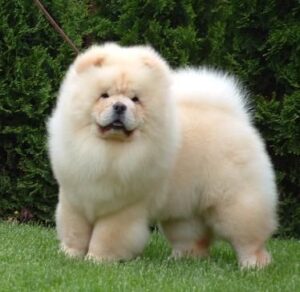 The Chow Chow