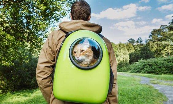 Cat Backpack Carrier