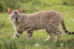 Bengal Cats