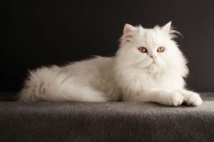 Persian Cats