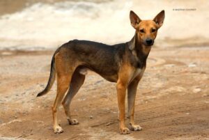 The Indian Pariah Dog