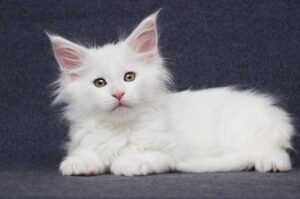 Maine Coon Cats