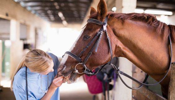 Horse Health Insurance