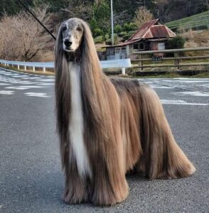 The Afghan Hound