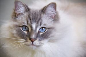 Ragdoll Cats