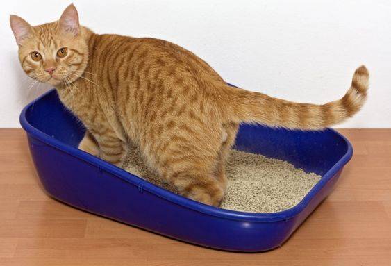 Cat Litter Box