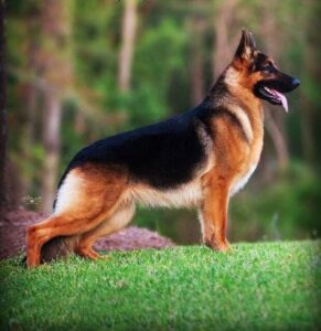 German Shepherd