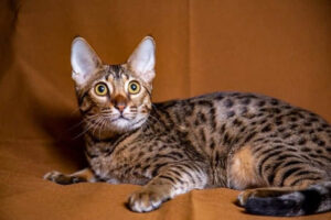 Savannah Cats