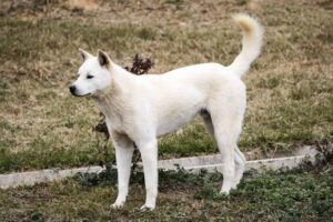 The Korean Jindo