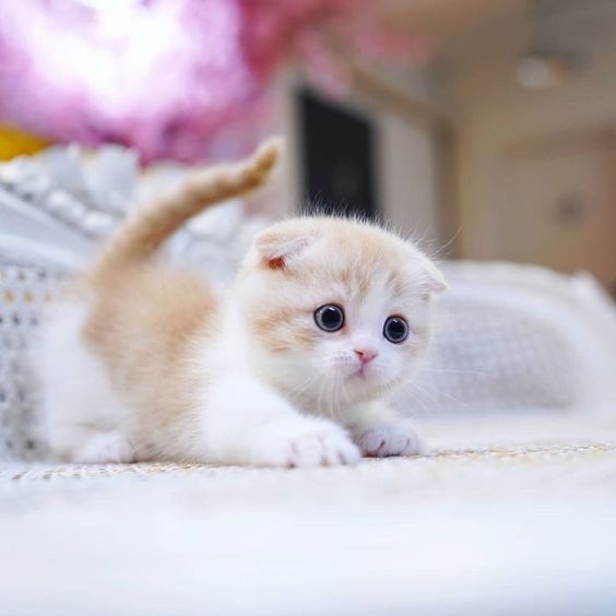 Cutest Cat Breeds