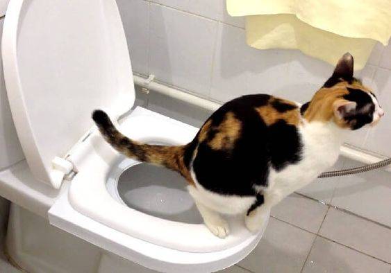 cat toilet training