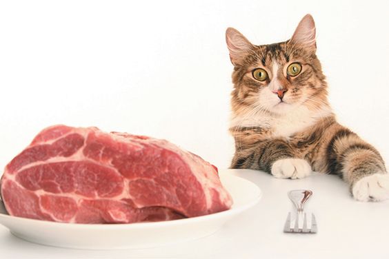 Raw Diet Cat Food