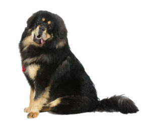 The Tibetan Mastiff