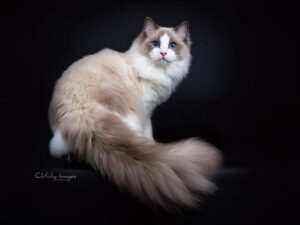 Ragdoll Cats