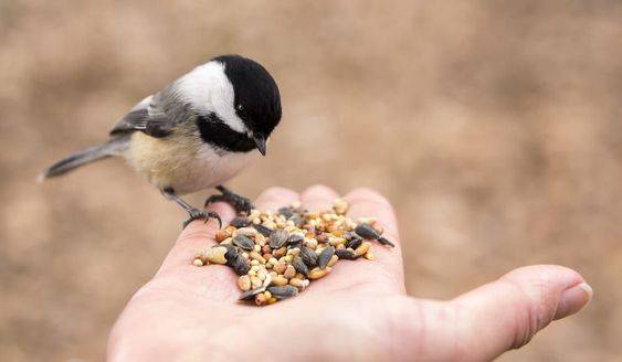 Birds Diet