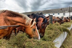 Horses Eat