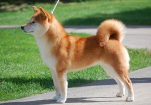 The Shiba Inu