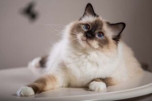 Siamese Cat