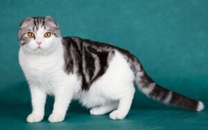 Scottish Fold Cats