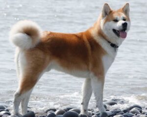 The Akita