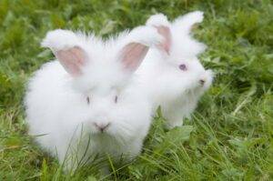 Angora Rabbits