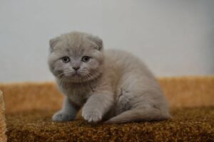 Scottish Fold Cat