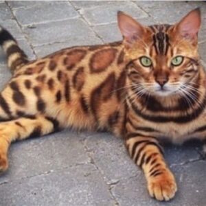 Bengal Cat