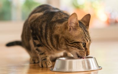 Bland Diet for Cats