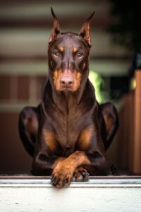 Doberman Pinscher