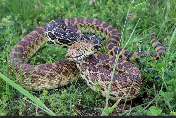 Bull Snakes