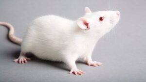 pet rat Breeds