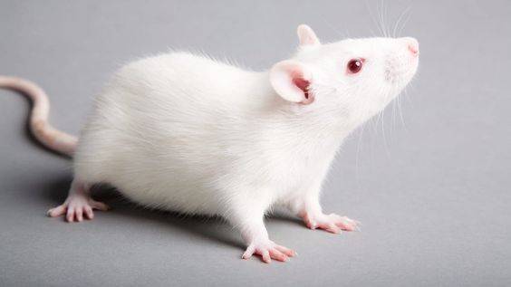 pet rat Breeds