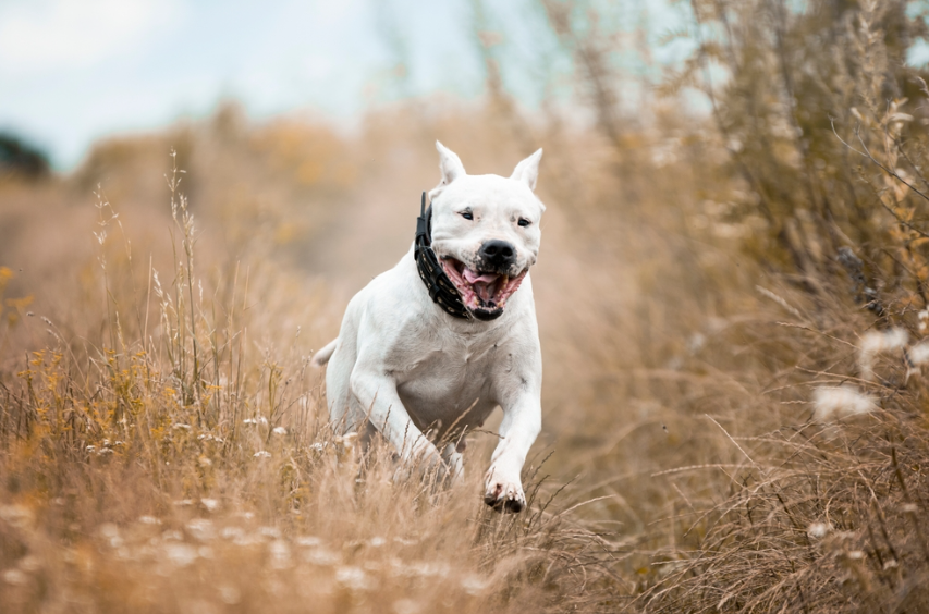 Most Dangerous Dog Breeds