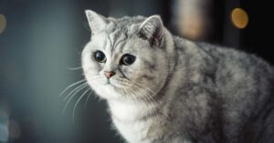 British Shorthair Cats