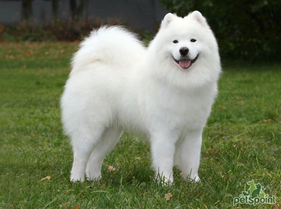 White Dog Breeds