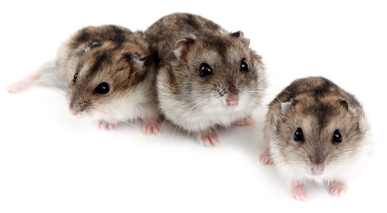 Types of Hamsters