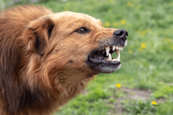 Most Aggressive dog breeds