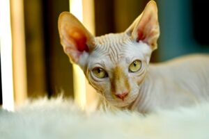 Sphynx Cats