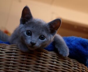 Russian Blue Cats