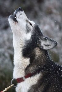 Siberian Husky