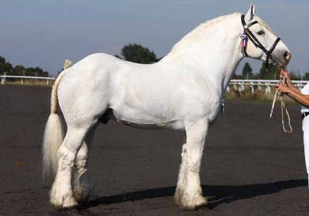 Large Horse Breeding