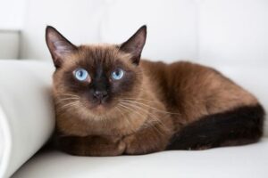 Burmese Cat