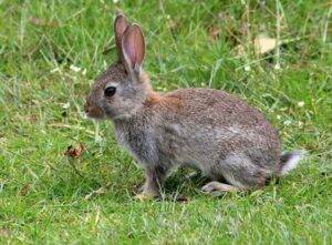 Wild Rabbit Food