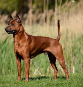 The Thai Ridgeback