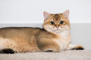 British Shorthair Cat