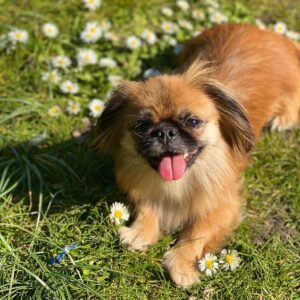 The Pekingese